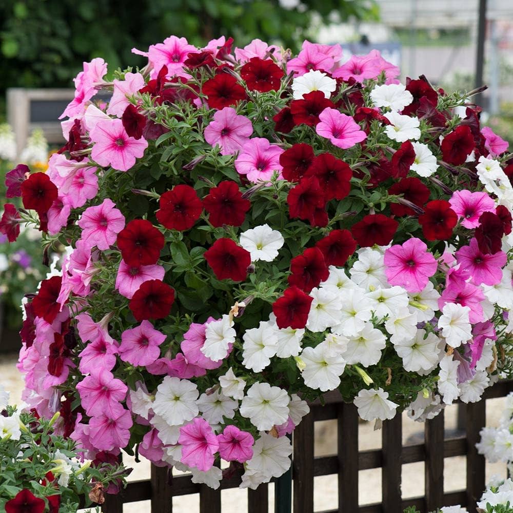 Petunia (flower Petunia hybrida hanging mixed) for planting in garden